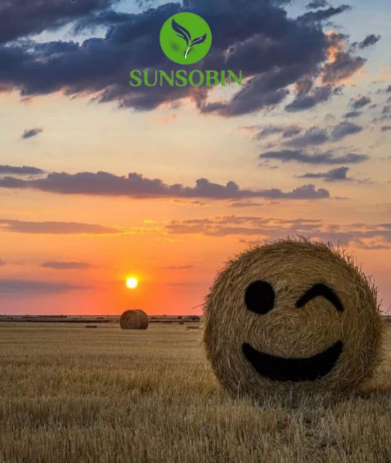 sunsobin نوشیدنی فوری سان سوبین در انواع رژیمی و گیاهی